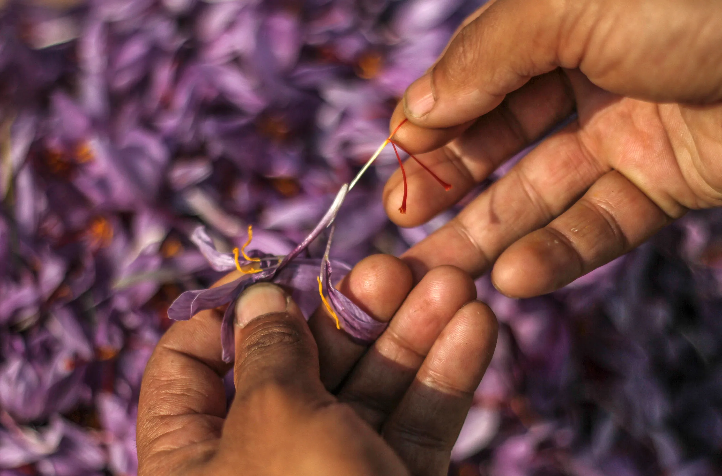 Hands harvesting saffron threads